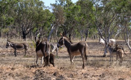 Feral donkeys in the Kimberley: photo Jaana Dielenberg